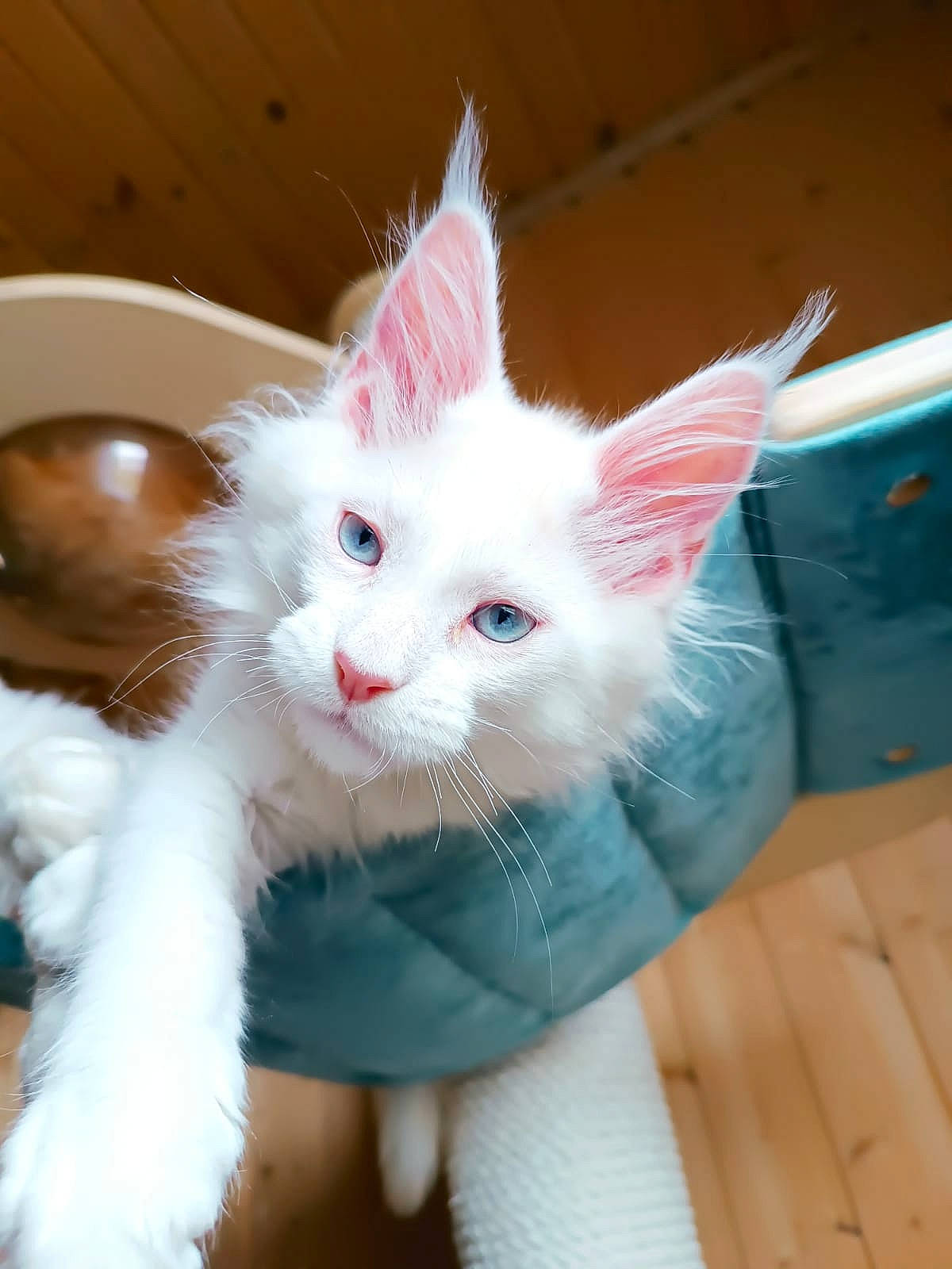 Athos a rejoint le concours — aidez-le/la à gagner de superbes lots ! carnivore, cat, claw, domestic_short_haired_cat, ear, eye, fawn, felidae, fur, gesture, head, iris, paw, small_to_medium_sized_cats, snout, tail, whiskers