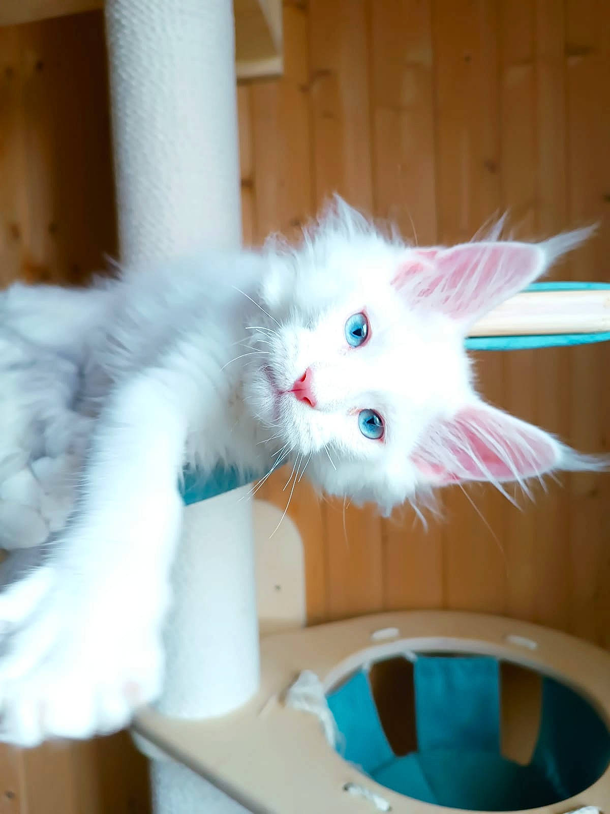 Athos a rejoint le concours — aidez-le/la à gagner de superbes lots ! box, british_longhair, carnivore, cat, cat_supply, claw, drawer, felidae, fur, natural_material, paw, room, small_to_medium_sized_cats, tail, whiskers