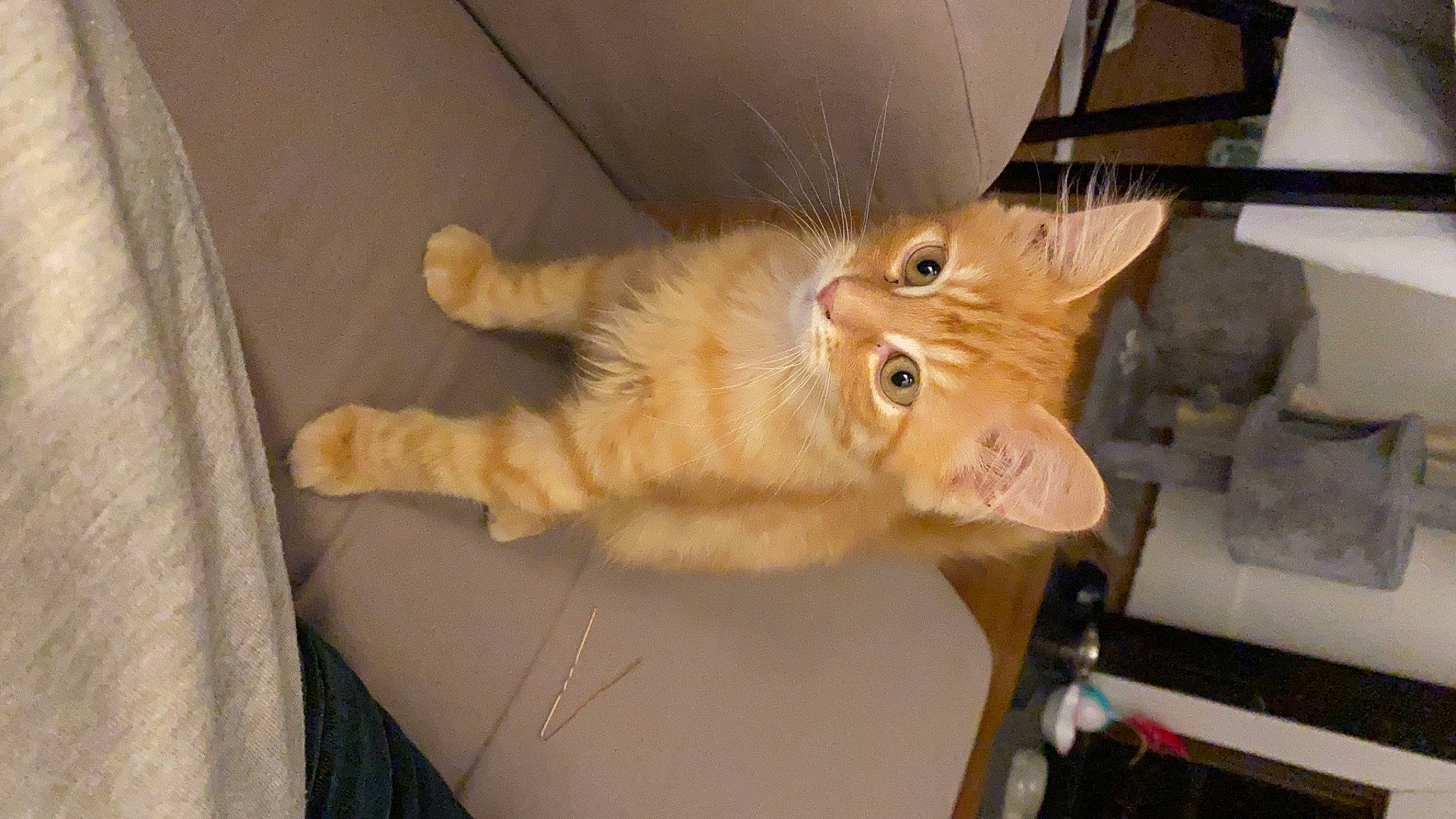 Sherlock a rejoint le concours — aidez-le/la à gagner de superbes lots ! cardboard, carnivore, cat, claw, domestic_short_haired_cat, fawn, felidae, fur, paw, room, small_to_medium_sized_cats, snout, tail, whiskers, wood