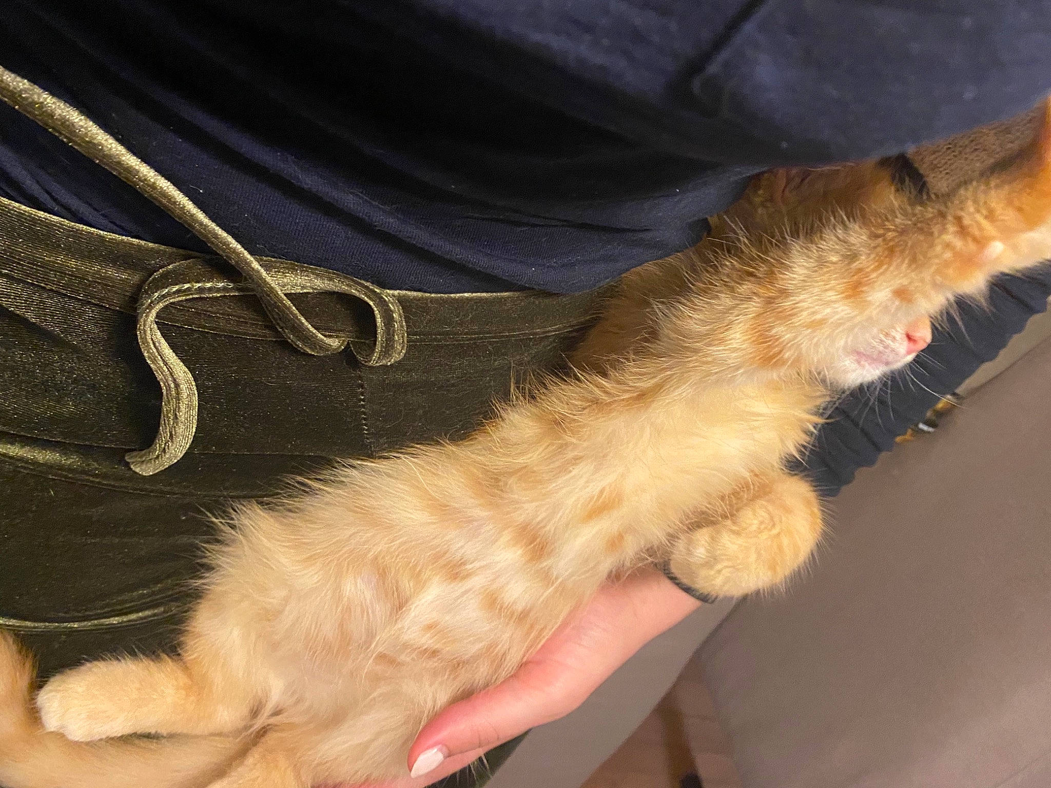 Sherlock a rejoint le concours — aidez-le/la à gagner de superbes lots ! canidae, carnivore, cat, claw, comfort, dog_breed, fawn, felidae, foot, fur, gesture, human_leg, lap, paw, small_to_medium_sized_cats, snout, sporting_group, tail, toe, whiskers