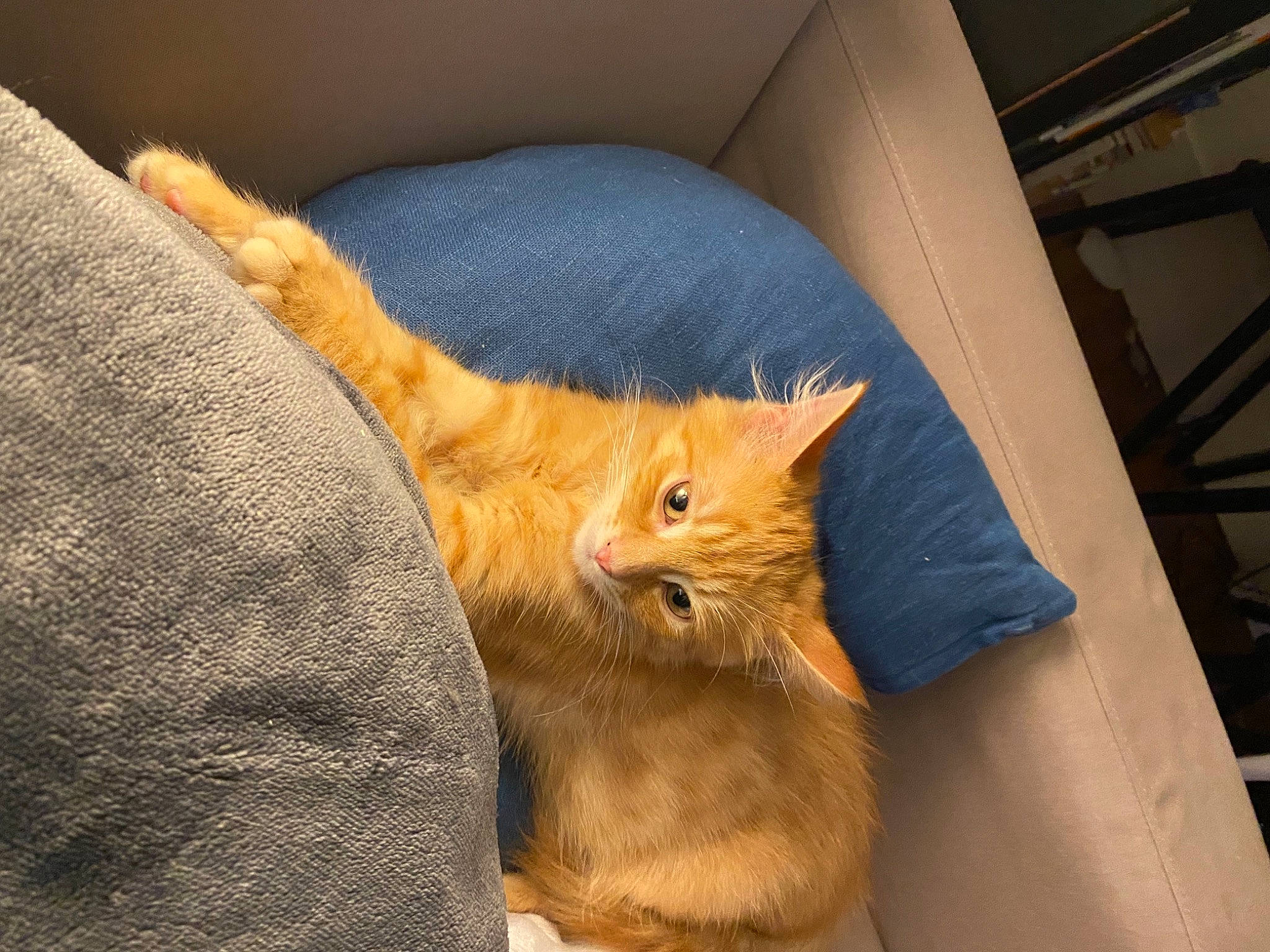 Sherlock participe au concours pour gagner de l'argent avec cette photo : box, carnivore, cat, cat_supply, claw, comfort, couch, domestic_short_haired_cat, fawn, felidae, fur, human_leg, nap, room, small_to_medium_sized_cats, snout, tail, vertebrate, whiskers, wood