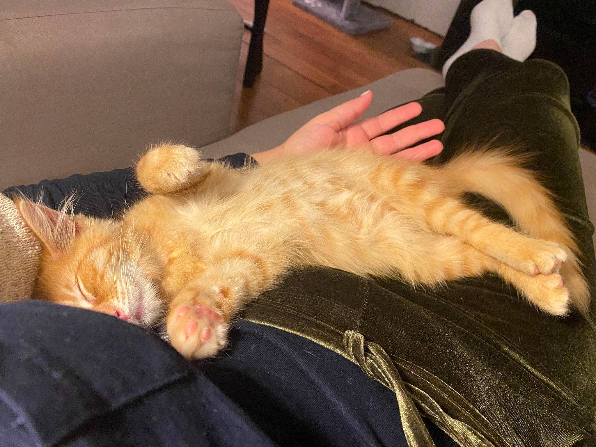 Sherlock a rejoint le concours — aidez-le/la à gagner de superbes lots ! bed, carnivore, chair, claw, comfort, companion_dog, dog, dog_breed, fawn, felidae, fur, lap, nap, paw, small_to_medium_sized_cats, snout, sporting_group, tail, terrier, whiskers