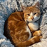 cat, ginger_cat, white_cat, pet, animal, fur, cozy, fluffy, blanket, resting, sleepy, cute, indoor, domestic_cat, relaxed, comfort, feline, warm, soft, collar