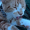 Dababy joined the competition — help win amazing prizes! cat, ginger_cat, white_fur, pet, animal, grooming, licking, paw, collar, cute, feline, whiskers, ears, fur, closeup, indoor, relaxed, sleepy, resting, soft