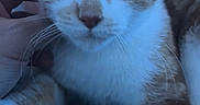 Dababy joined the competition — help win amazing prizes! cat, orange_cat, white_cat, pet, animal, close_up, hand, blanket, indoor, cozy, fur, whiskers, cute, looking_at_camera, paw, domestic_cat, resting, relaxed, feline, portrait