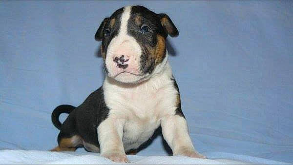 Ghost participe au concours pour gagner de l'argent avec cette photo : bored, canidae, carnivore, companion_dog, dog, dog_breed, fur, non_sporting_group, paw, pet_supply, snout, sporting_group, terrestrial_animal, whiskers, working_animal, working_dog