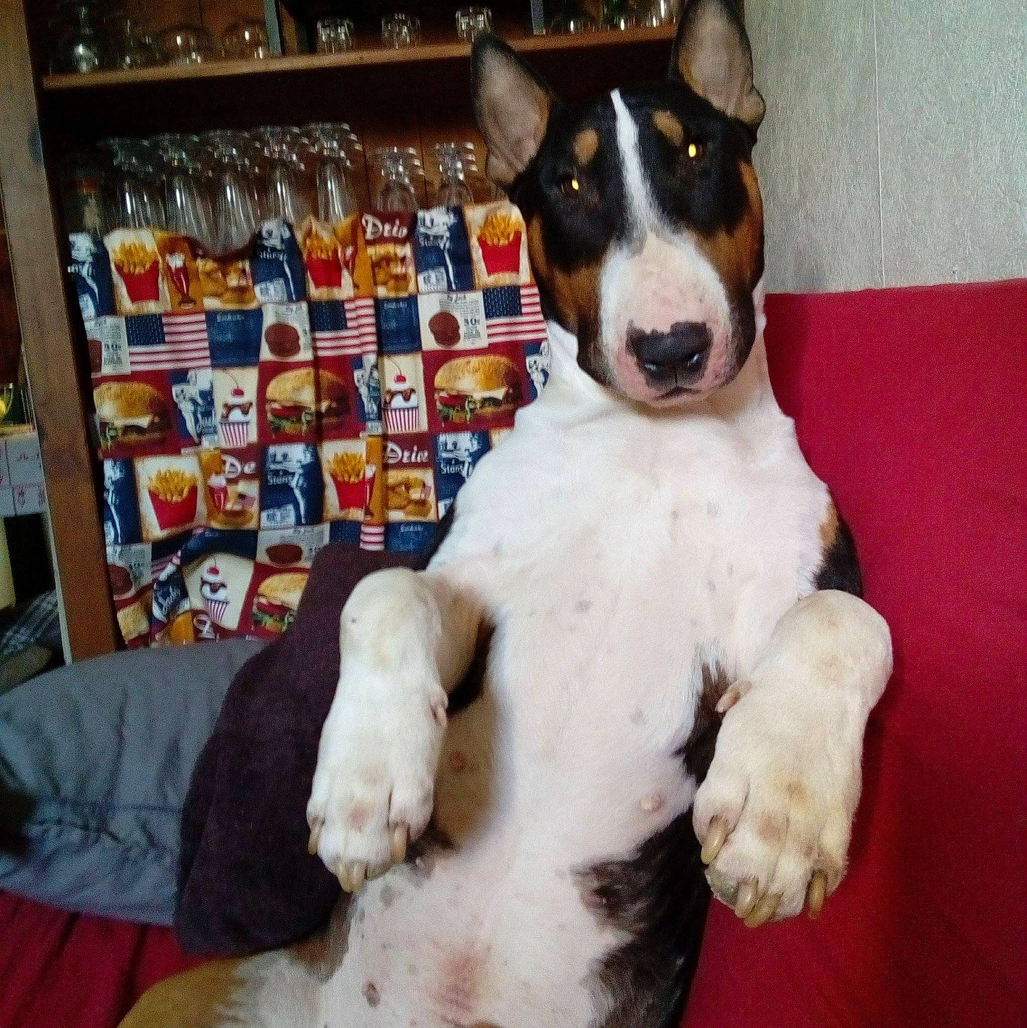 Ghost participe au concours pour gagner de l'argent avec cette photo : canidae, carnivore, chilean_fox_terrier, collar, companion_dog, dog, dog_breed, dog_food, dog_supply, dog_toy, fawn, fur, paw, pet_supply, snout, sporting_group, toy, whiskers, working_animal, working_dog