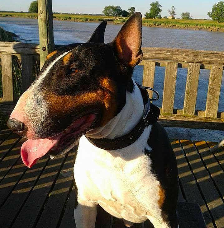 Ghost a rejoint le concours — aidez-le/la à gagner de superbes lots ! canidae, carnivore, collar, companion_dog, dog, dog_breed, dog_collar, dog_supply, fashion_accessory, fawn, fence, pet_supply, sky, snout, sporting_group, terrier, tree, water, whiskers, working_animal