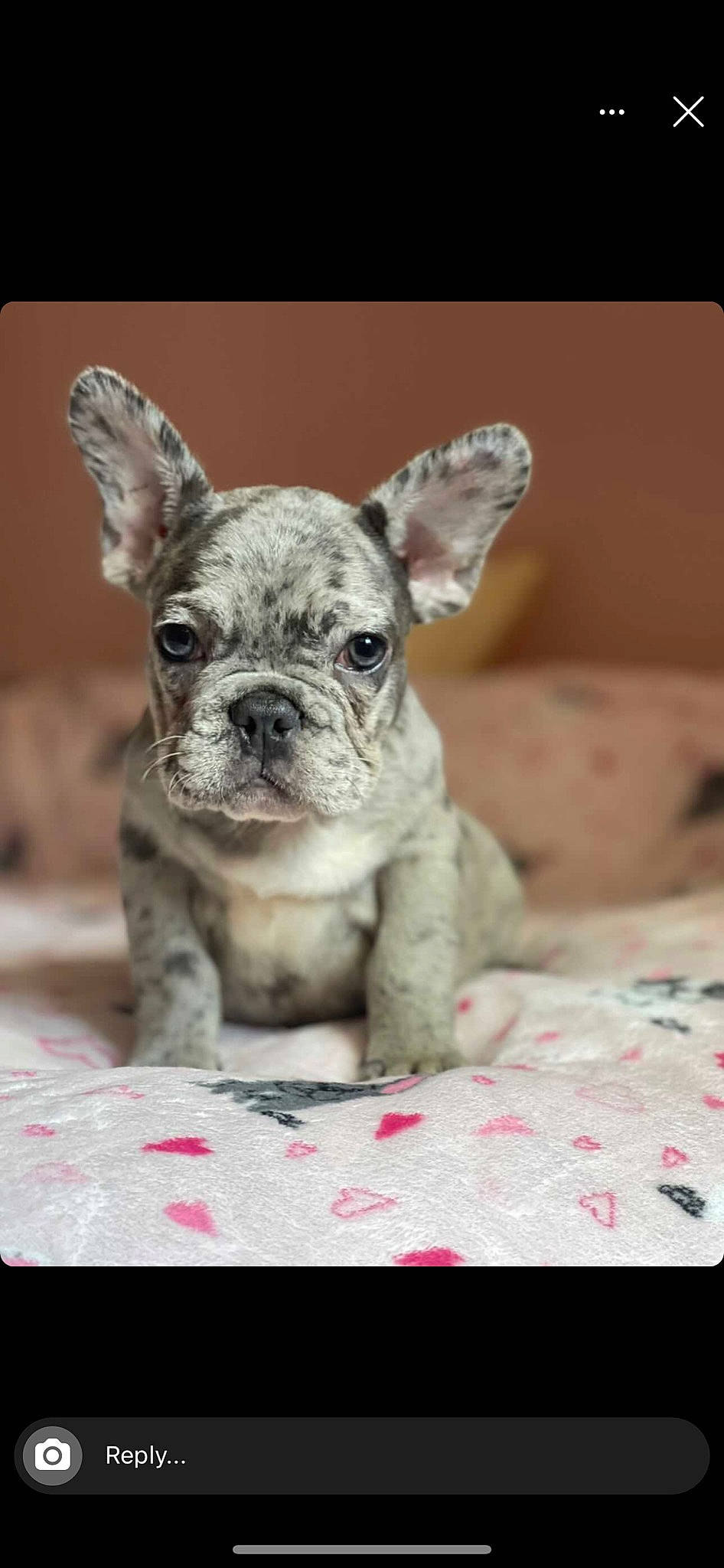 Lilo is registered to the contest to win money with this photo: canidae, carnivore, companion_dog, dog, dog_breed, drinkware, ear, fawn, felidae, fur, linens, sitting, snout, sporting_group, terrestrial_animal, toy_dog, whiskers, wildlife, working_animal, wrinkle