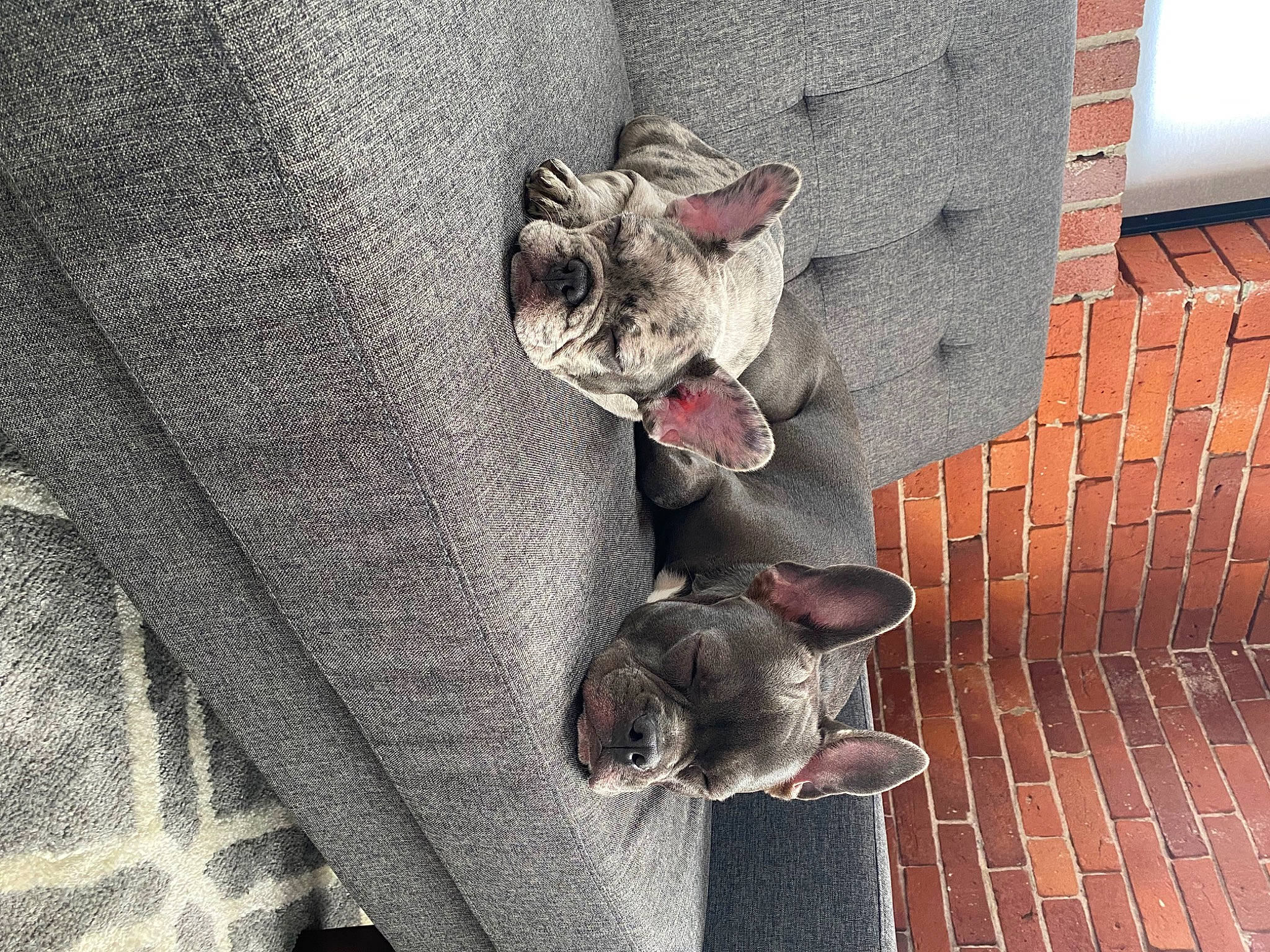 Lilo joined the competition — help win amazing prizes! canidae, carmine, carnivore, cat, comfort, fawn, felidae, fur, grey, metal, natural_material, pattern, sculpture, small_to_medium_sized_cats, snout, sporting_group, tail, whiskers, window, wood