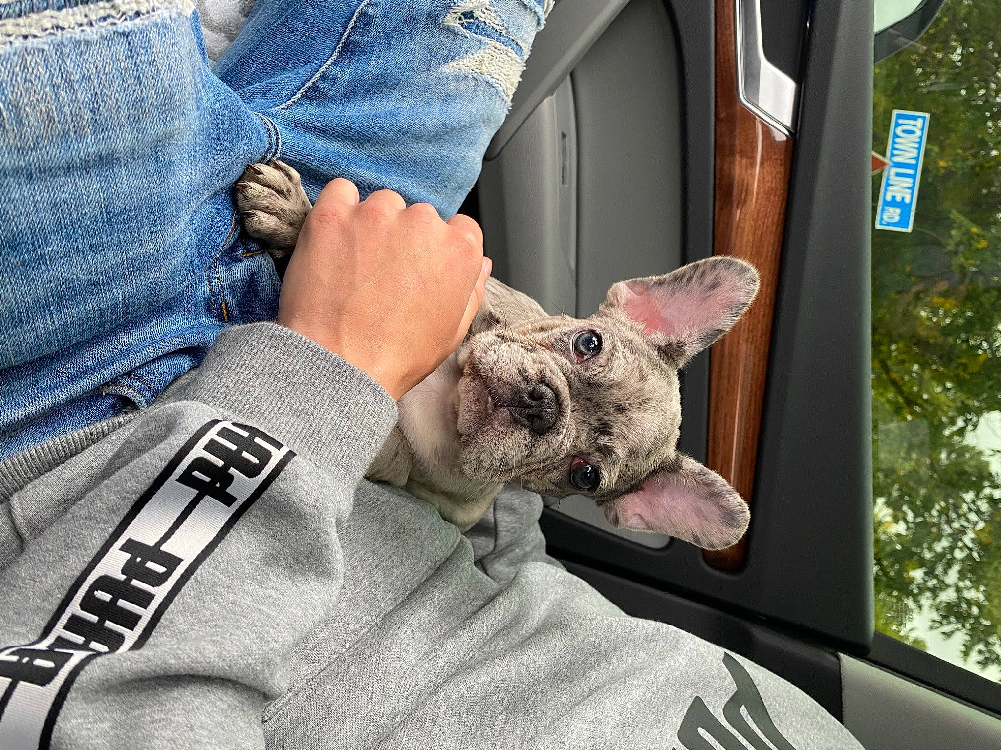 Lilo is registered to the contest to win money with this photo: auto_part, comfort, companion_dog, denim, dog, dog_breed, domestic_short_haired_cat, felidae, foot, fur, human_leg, rabbits_and_hares, sitting, sleeve, small_to_medium_sized_cats, street_fashion, stuffed_toy, t_shirt, toy, tree