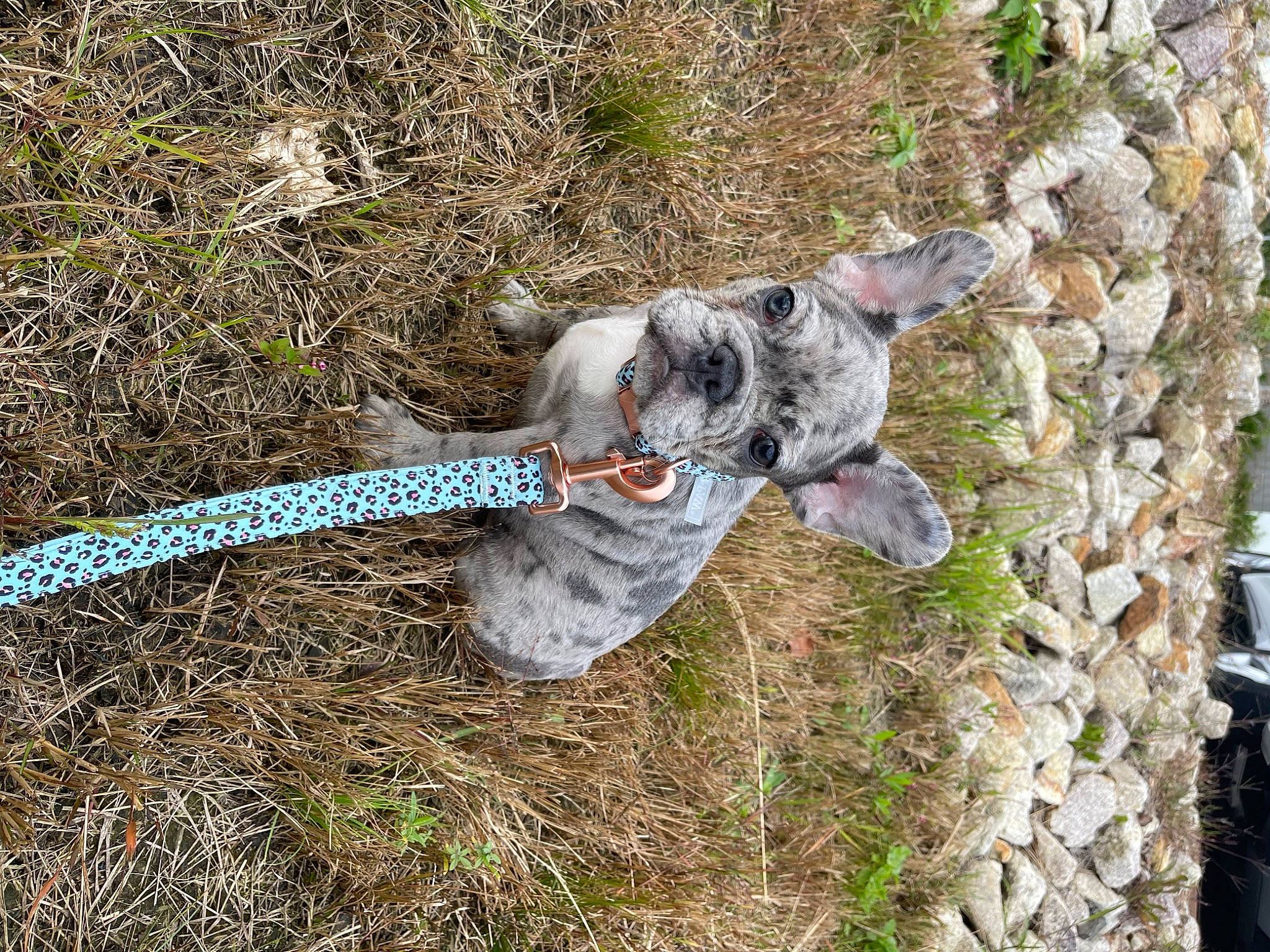 Lilo joined the competition — help win amazing prizes! canidae, carnivore, dog, dog_breed, font, grass, groundcover, military_camouflage, plant, schnauzer, snout, soil, sporting_group, tail, terrestrial_animal, tire, trunk, wire_fencing, wood, working_animal