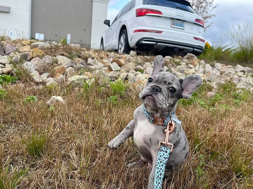 Lilo is registered to the contest to win money with this photo: alloy_wheel, automotive_lighting, automotive_tire, bulldog, car, carnivore, collar, companion_dog, dog, dog_breed, fawn, fender, grass, mammal, plant, tire, vehicle, vehicle_registration_plate, vertebrate, wheel