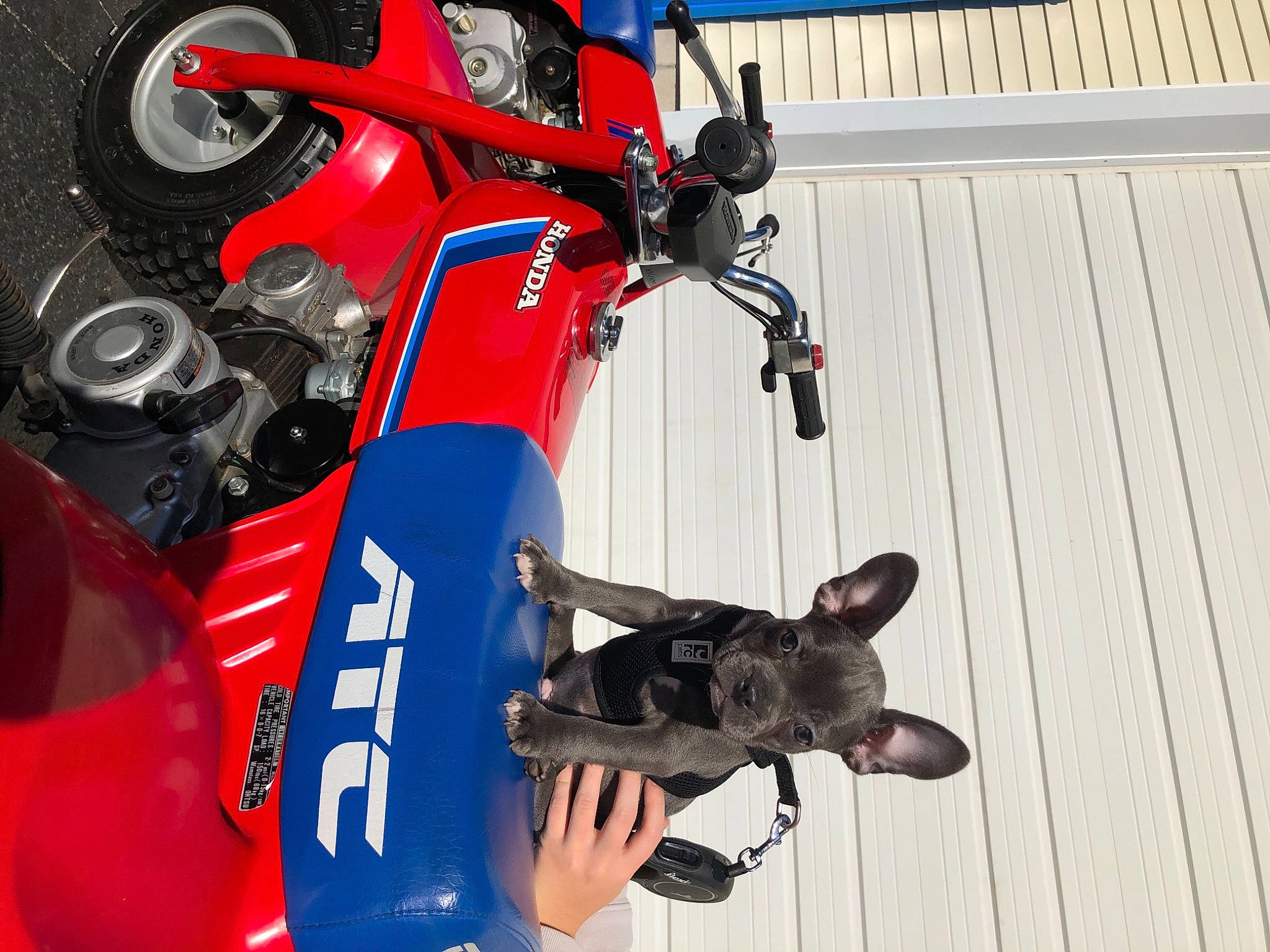 Stitch joined the competition — help win amazing prizes! automotive_exterior, car, motorcycle, vehicle, wheel