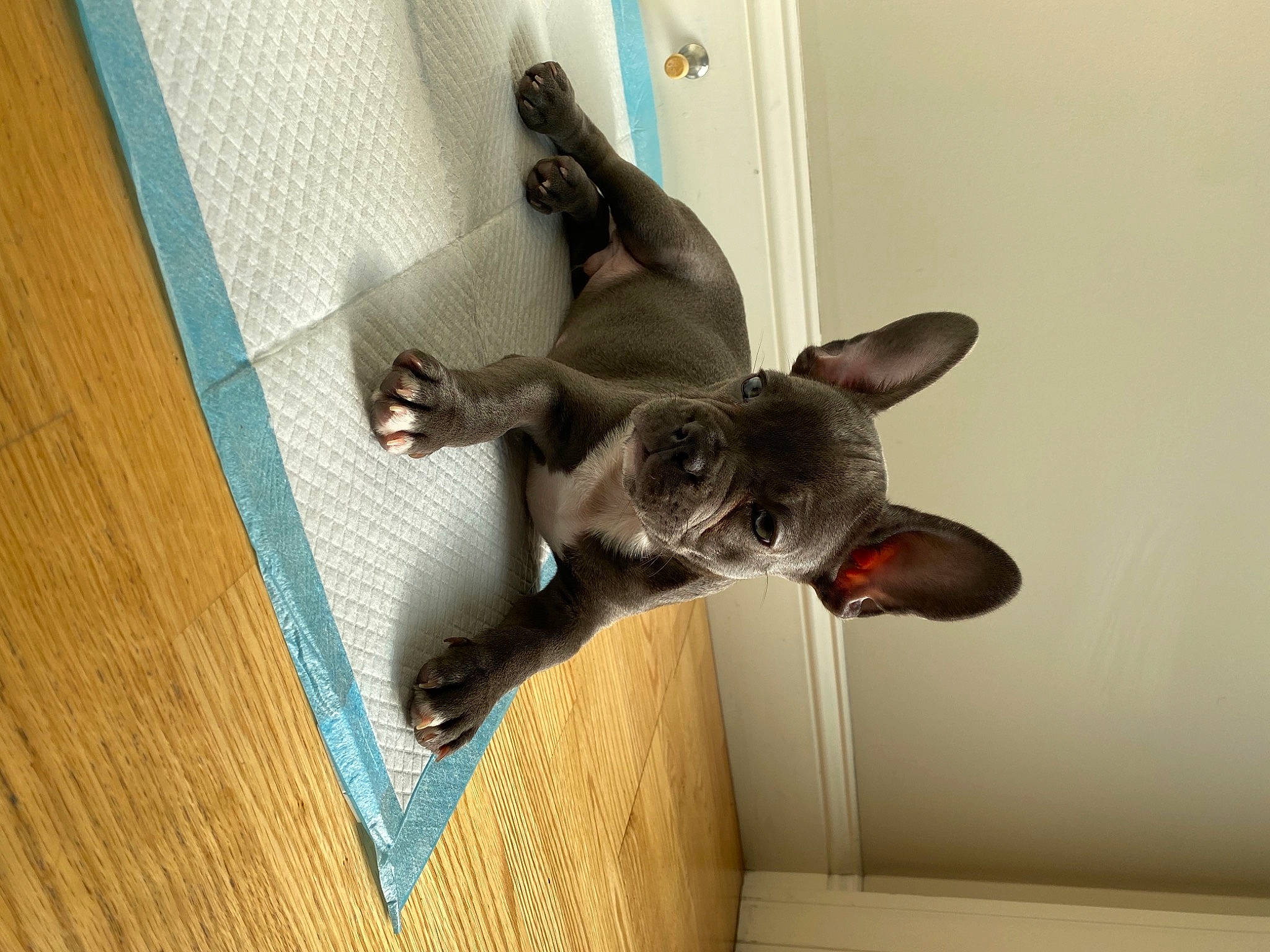 Stitch joined the competition — help win amazing prizes! burmese, canidae, carnivore, cat, devon_rex, dog_breed, ear, fawn, felidae, french_bulldog, kitten, korat, mammal, oriental_shorthair, paw, russian_blue, small_to_medium_sized_cats, tail, tonkinese