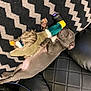 Stitch joined the competition — help win amazing prizes! canidae, carnivore, fawn, pointing_breed, sleep, sporting_group, weimaraner