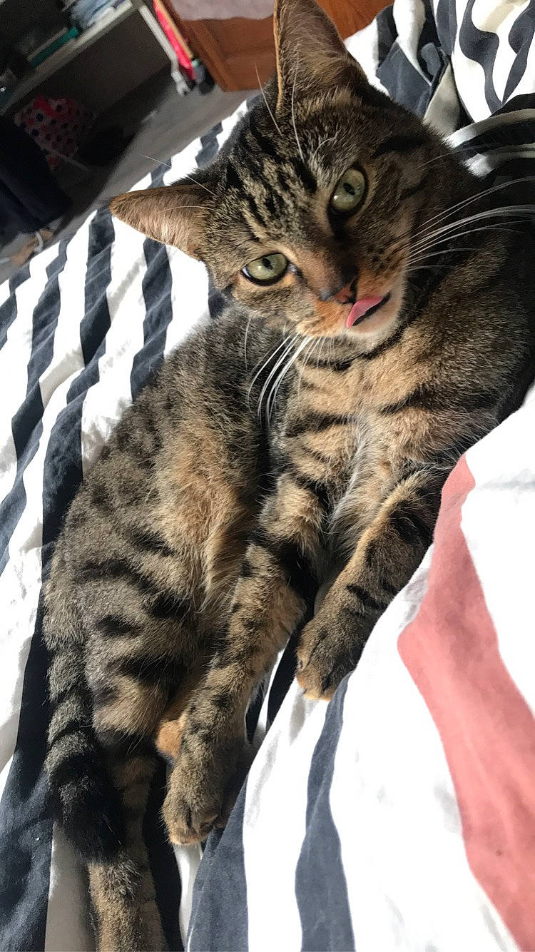 Rocco a rejoint le concours — aidez-le/la à gagner de superbes lots ! carnivore, cat, claw, comfort, domestic_short_haired_cat, felidae, fur, paw, small_to_medium_sized_cats, snout, tail, terrestrial_animal, whiskers