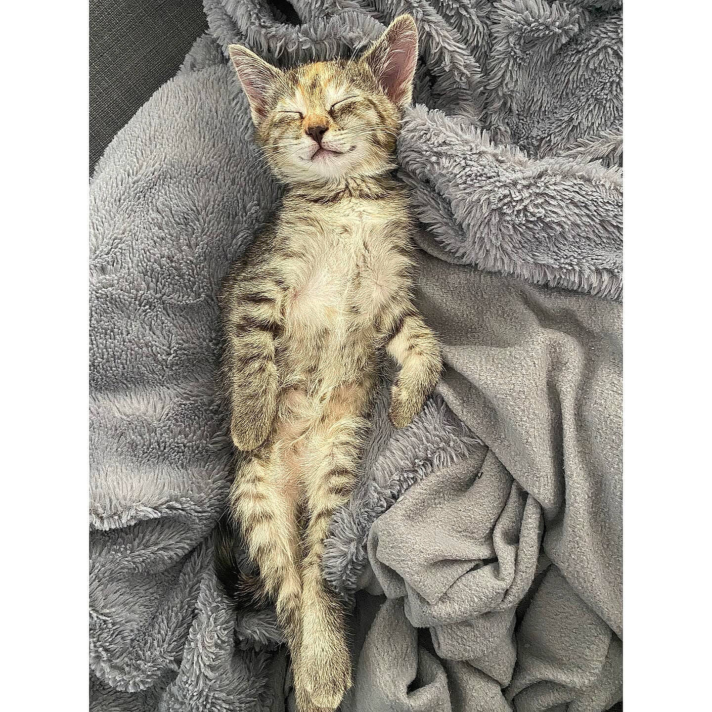 Poupette participe au concours pour gagner de l'argent avec cette photo : art, carnivore, cat, claw, domestic_short_haired_cat, felidae, fur, pattern, paw, photo_caption, sitting, small_to_medium_sized_cats, snout, tail, terrestrial_animal, whiskers, wildlife