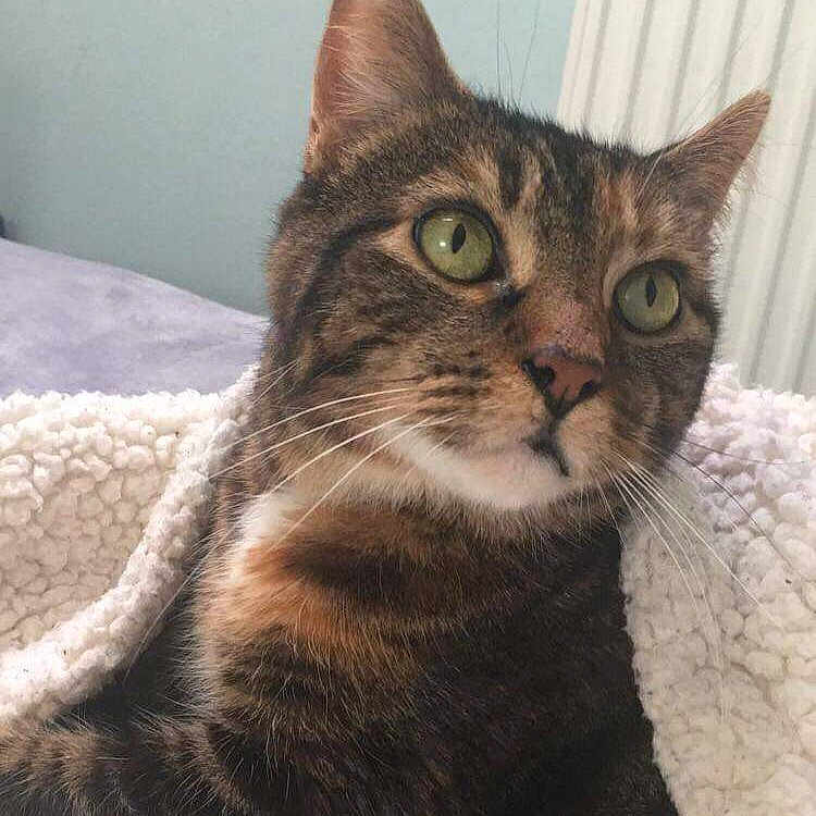 Jana