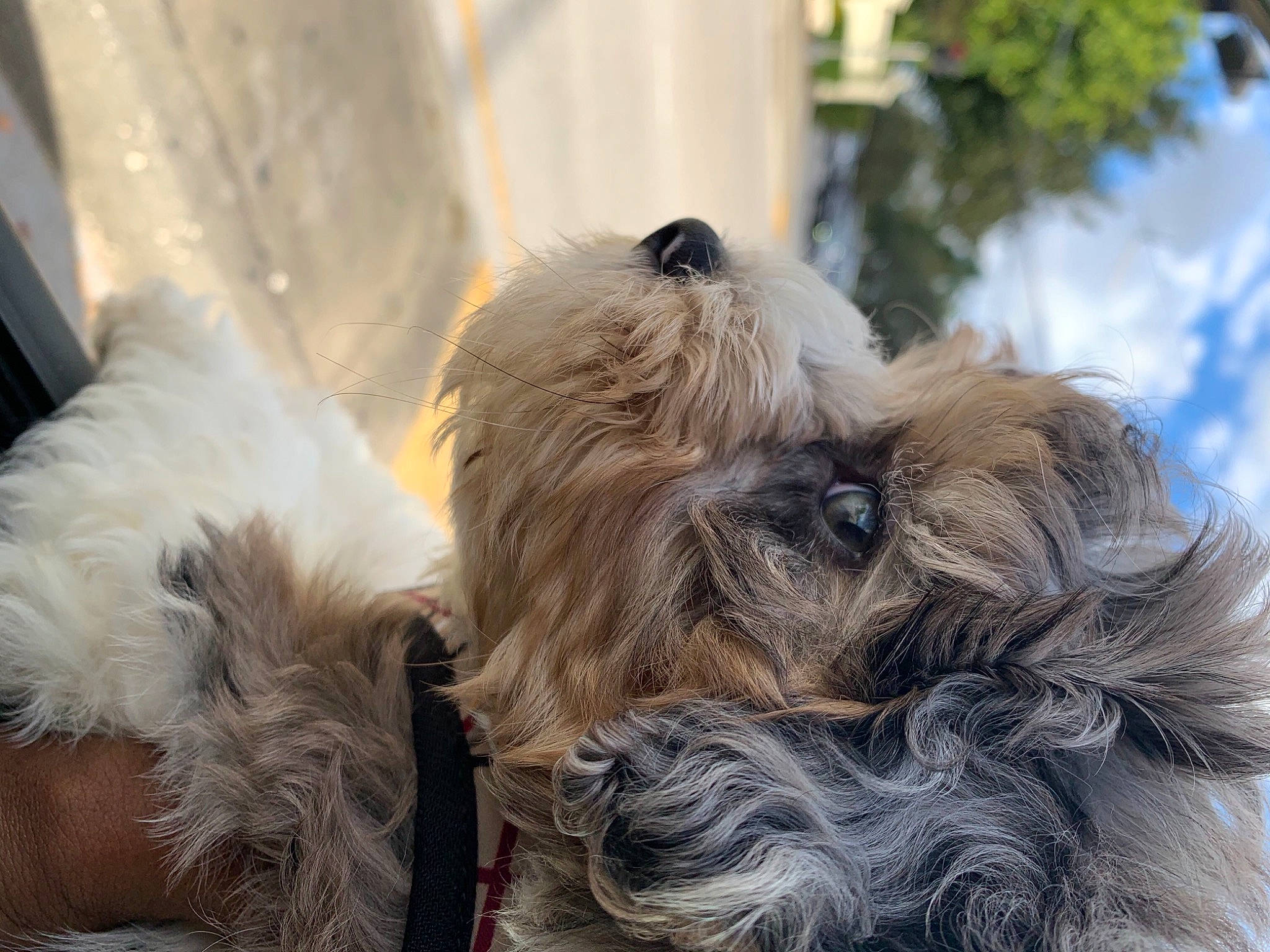 Sasuke joined the competition — help win amazing prizes! canidae, carnivore, companion_dog, dog, dog_breed, dog_collar, dog_supply, fawn, fur, liver, maltepoo, pet_supply, puppy, puppy_love, small_terrier, snout, sporting_group, terrier, toy_dog, working_animal