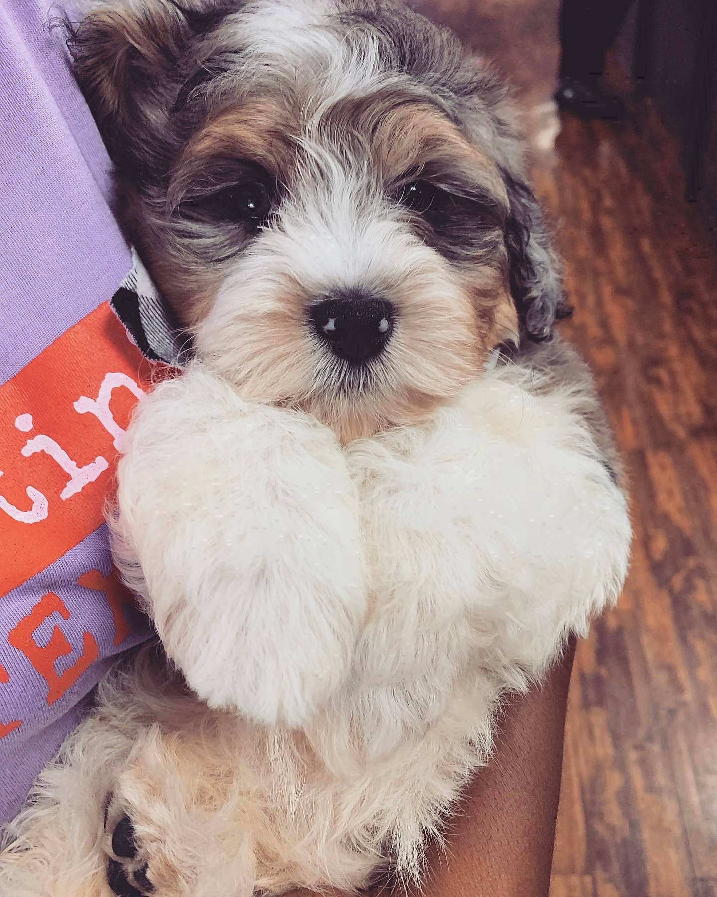 Sasuke joined the competition — help win amazing prizes! canidae, carnivore, companion_dog, dog, dog_breed, fur, hardwood, liver, mal_shi, puppy_love, shih_poo, shih_tzu, small_terrier, snout, sporting_group, terrestrial_animal, terrier, toy_dog, wood, working_animal