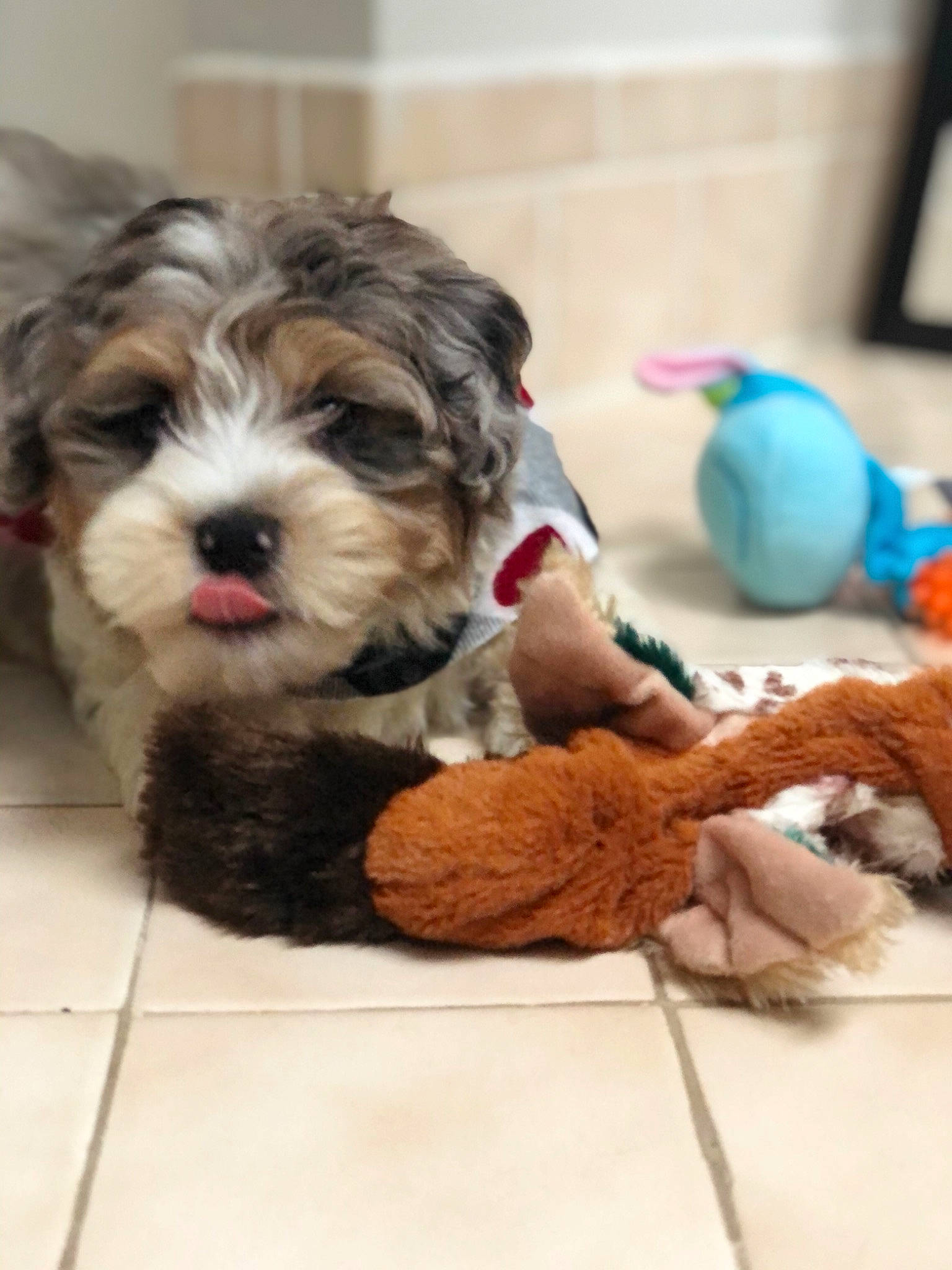 Sasuke joined the competition — help win amazing prizes! canidae, carnivore, companion_dog, dog, dog_breed, dog_clothes, dog_supply, flooring, fur, liver, pet_supply, recipe, small_terrier, snout, sporting_group, stuffed_toy, terrier, toy, toy_dog, working_animal