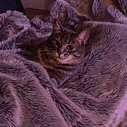 Arielle a rejoint le concours — aidez-le/la à gagner de superbes lots ! cat, tabby_cat, blanket, fur, cozy, indoor, pet, animal, resting, soft_texture, purple_tint, comfort, cute, feline, warm, relaxed, snuggled, domestic_cat, close_up, sleepy