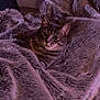 cat, tabby_cat, blanket, fur, cozy, indoor, pet, animal, resting, soft_texture, purple_tint, comfort, cute, feline, warm, relaxed, snuggled, domestic_cat, close_up, sleepy