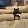 cat, black_cat, couch, living_room, furniture, cushions, corduroy, pet, indoor, relaxing, cat_tree, teddy_bear, window, blinds, television, home, cozy, animal, yellow_eyes, curious