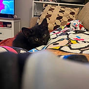 Jaxon joined the competition — help win amazing prizes! kitten, black_cat, blanket, couch, indoor, television, furniture, curious, pet, cozy, living_room, home, colorful, soft, relaxed, animal, cute, domestic, resting, comfort