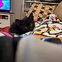 kitten, black_cat, blanket, couch, indoor, television, furniture, curious, pet, cozy, living_room, home, colorful, soft, relaxed, animal, cute, domestic, resting, comfort
