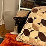 cat, black_cat, couch, pillow, blanket, indoor, pet, curious, furniture, tank, glass_tank, trash_bin, wood_floor, home, cozy, animal, domestic, cute, resting, looking