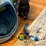 kitten, black_cat, pet_bed, toy, wooden_floor, carpet, indoor, animal, cute, small, playful, feline, pet, floor, home, domestic_cat, tongue_out, cozy, colorful, resting_place