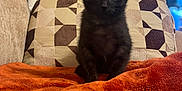 Jaxon joined the competition — help win amazing prizes! kitten, black_cat, cat, orange_blanket, couch, geometric_pillow, cat_tree, indoor, pet, feline, home, cozy, living_room, animal, fur, cute, sitting, curious, soft_texture, domestic