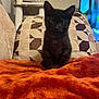 kitten, black_cat, cat, orange_blanket, couch, geometric_pillow, cat_tree, indoor, pet, feline, home, cozy, living_room, animal, fur, cute, sitting, curious, soft_texture, domestic