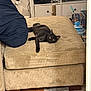 black_cat, cat, pet, living_room, ottoman, corduroy, furniture, wooden_floor, yellow_eyes, relaxed, indoors, cat_toy, feathers, gaming_controller, tv_stand, cushion, home_decor, cozy, curious, resting
