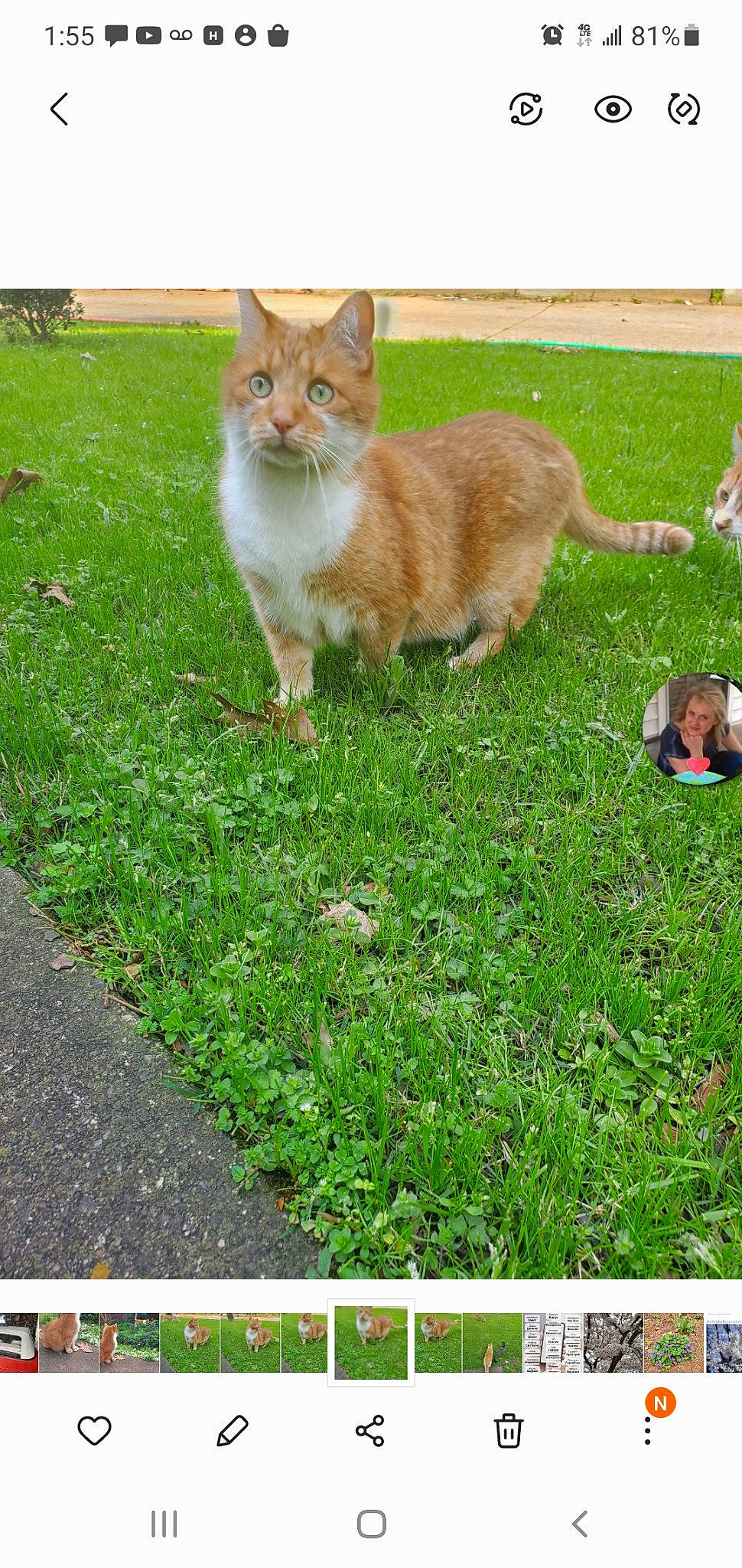 Misha is registered to the contest to win money with this photo: carnivore, cat, domestic_short_haired_cat, fawn, felidae, grass, grass_family, grassland, green, groundcover, lawn, organism, people_in_nature, photo_caption, photograph, small_to_medium_sized_cats, snout, tail, terrestrial_animal, whiskers