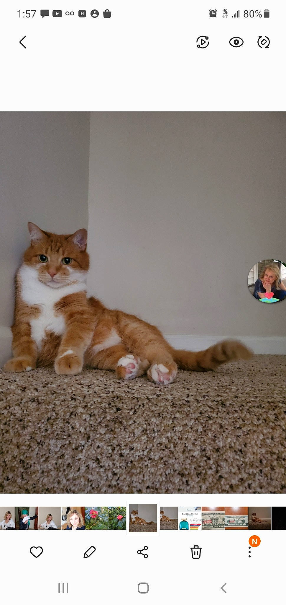 Misha is registered to the contest to win money with this photo: brown, carnivore, cat, comfort, fawn, felidae, font, fur, gesture, hardwood, photo_caption, photograph, rectangle, screenshot, small_to_medium_sized_cats, snapshot, snout, tail, whiskers, wood