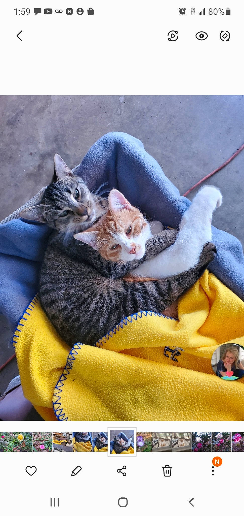 Misha joined the competition — help win amazing prizes! carnivore, cat, comfort, domestic_short_haired_cat, electric_blue, fawn, felidae, fur, grass, human_leg, linens, paw, photograph, small_to_medium_sized_cats, snout, tail, textile, whiskers, wildlife, yellow