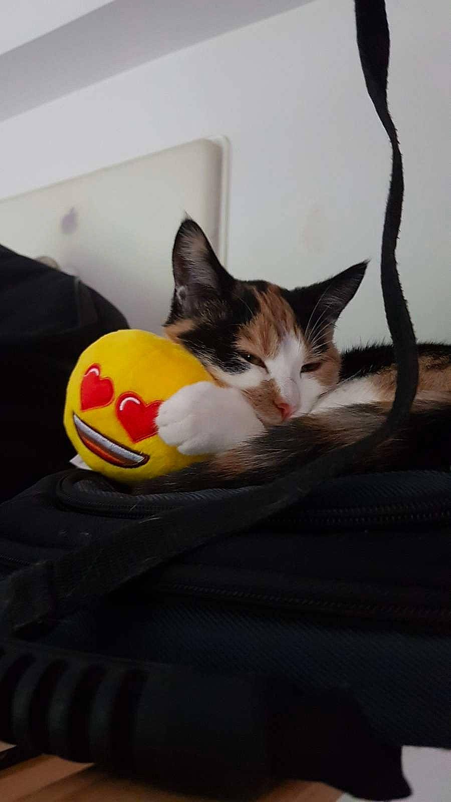 Rosy participe au concours pour gagner de l'argent avec cette photo : ball, carnivore, cat, comfort, domestic_short_haired_cat, felidae, fruit, fur, linens, paw, small_to_medium_sized_cats, snout, stuffed_toy, tail, tree, whiskers, wood