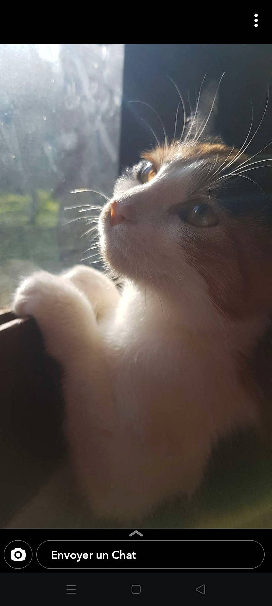 Rosy a rejoint le concours — aidez-le/la à gagner de superbes lots ! beard, carnivore, cat, claw, domestic_short_haired_cat, eyelash, fang, fawn, felidae, fur, gesture, grass, jaw, nose, paw, small_to_medium_sized_cats, snout, terrestrial_animal, whiskers, window