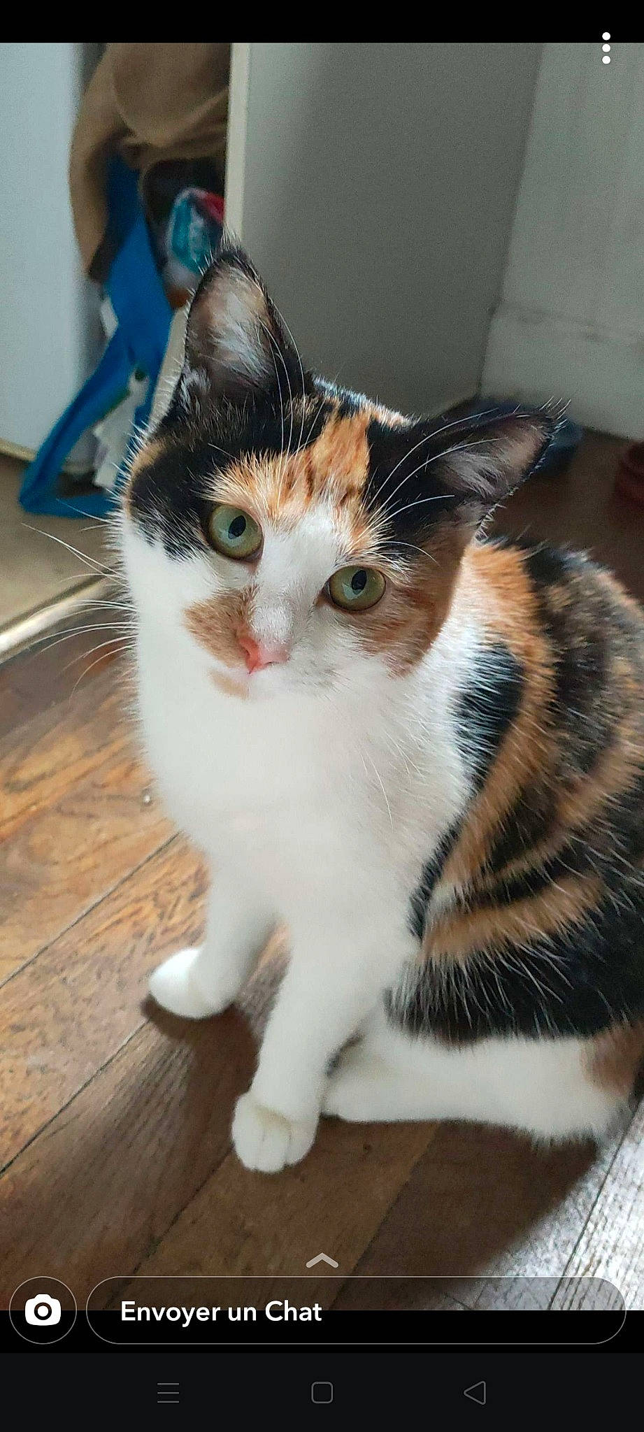 Rosy participe au concours pour gagner de l'argent avec cette photo : carnivore, cat, claw, domestic_short_haired_cat, fawn, felidae, flooring, foot, fur, hardwood, human_leg, paw, sitting, small_to_medium_sized_cats, snout, tail, terrestrial_animal, whiskers, window, wood