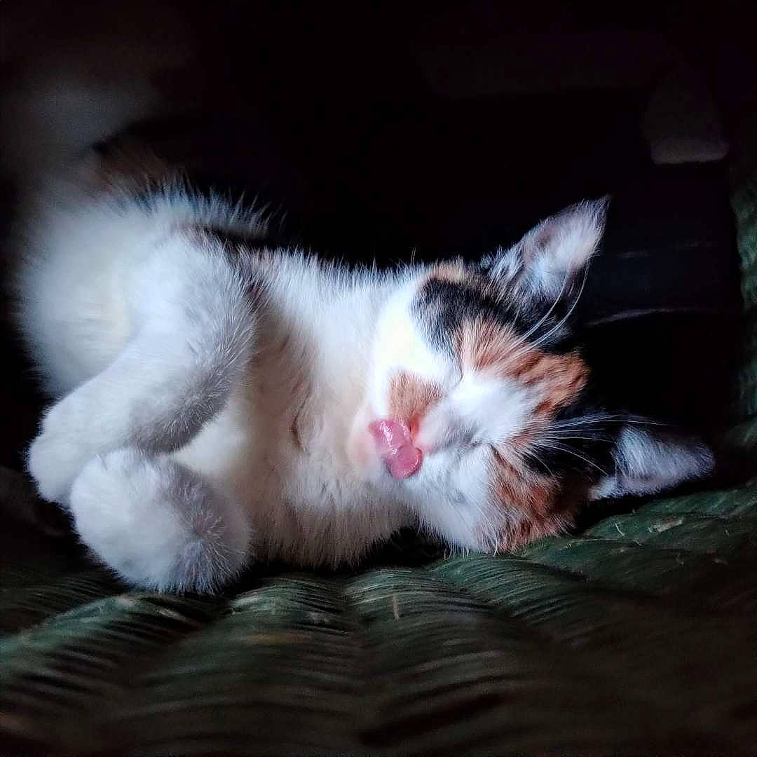 Rosy a rejoint le concours — aidez-le/la à gagner de superbes lots ! carnivore, cat, claw, cloud, comfort, darkness, domestic_short_haired_cat, felidae, foot, fur, nap, paw, sleep, small_to_medium_sized_cats, snout, tail, whiskers, window, wood