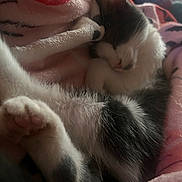Lacey joined the competition — help win amazing prizes! cat, kitten, sleeping, black_and_white, fur, paw, blanket, cozy, soft, cute, pet, animal, resting, relaxed, indoor, close_up, feline, comfort, pink, nap