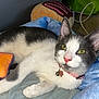 Lacey is registered to the contest to win money with this photo: cat, gray_and_white, yellow_eyes, collar, bell, flower_charm, blanket, plush_pillow, donut_pillow, indoor, pet, feline, resting, close_up, soft_texture, cute, domestic, animal, laying_down, cozy