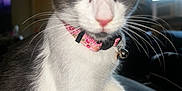Lacey joined the competition — help win amazing prizes! cat, gray_and_white, pink_collar, bell, game_controller, panda_buttons, paw, couch, indoor, window, television, whiskers, pet, animal, curious, close_up, feline, domestic_cat, soft_light, playful