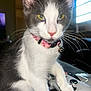cat, gray_and_white, pink_collar, bell, game_controller, panda_buttons, paw, couch, indoor, window, television, whiskers, pet, animal, curious, close_up, feline, domestic_cat, soft_light, playful