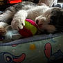 Lacey is registered to the contest to win money with this photo: kitten, cat, paw, toy, tennis_ball, bed, blanket, soft, cute, playful, animal, pet, indoor, resting, feline, closeup, colorful, cartoon, cozy, sleepy