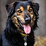 amber_eyes, animal, background_blur, black_coat, canine, closeup, collar, dog, ears, friendly, fur, happy, muzzle, nature, outdoor, pet, portrait, tag, tan_markings, tongue_out