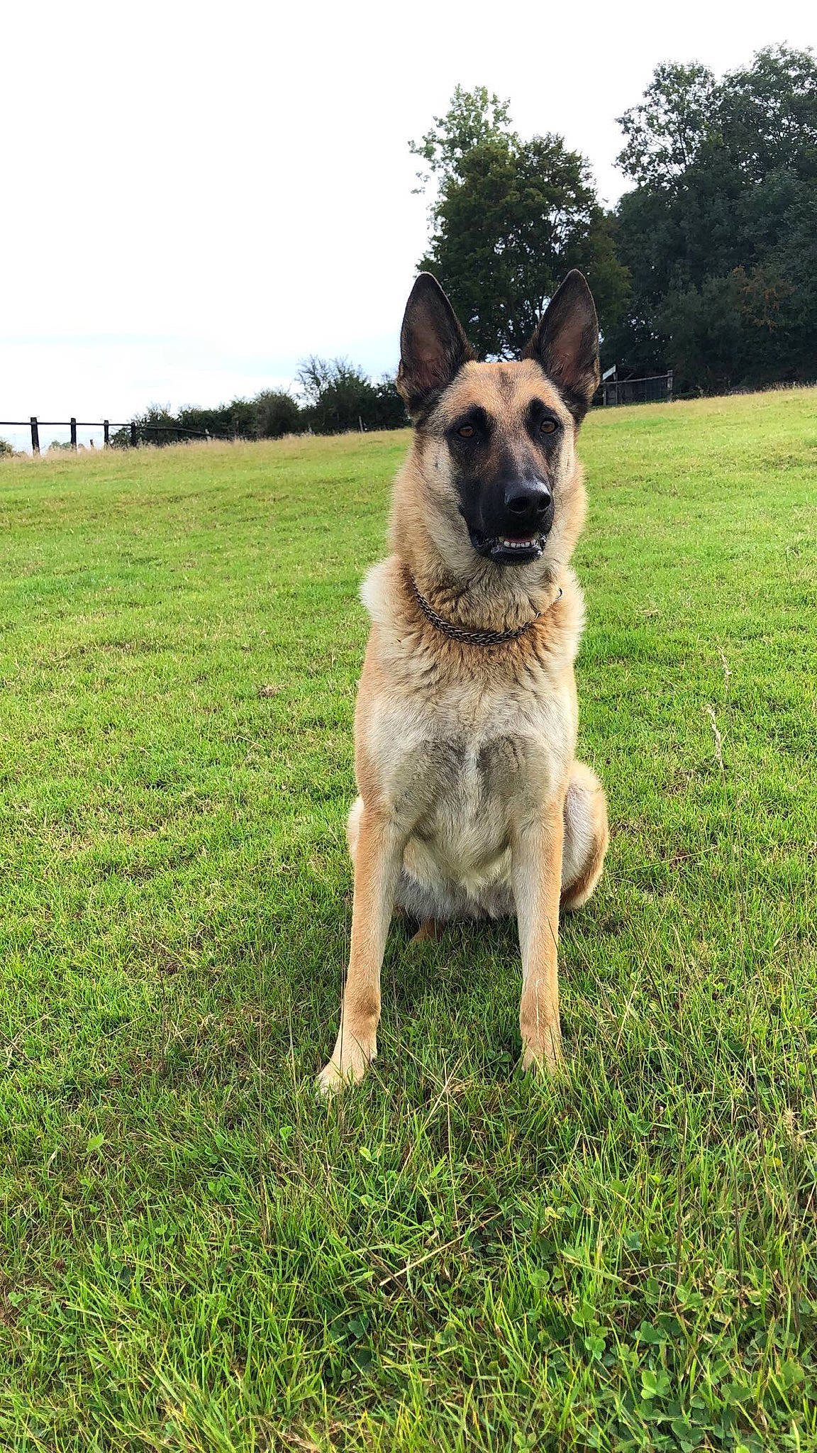 Manga a rejoint le concours — aidez-le/la à gagner de superbes lots ! australian_cattle_dog, carnivore, collar, companion_dog, dog, dog_breed, dog_collar, fawn, german_shepherd_dog, grass, grassland, guard_dog, herding_dog, plant, sky, snout, tail, tree, working_animal, working_dog